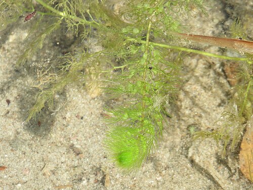 Greater bladderwort: Gewöhnlicher Wasserschlauch ( Utricularia vulgaris ) am Reilinger See