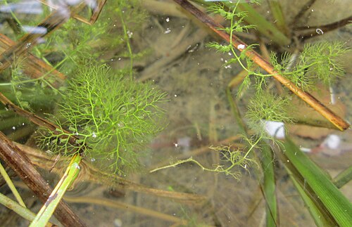 Greater bladderwort: Gewöhnlicher Wasserschlauch ( Utricularia vulgaris ) im Hockenheimer Baggersee in der Schwetzinger Hardt