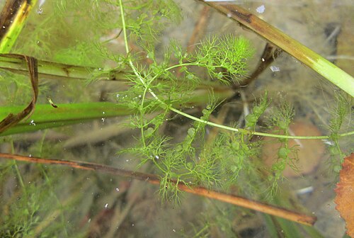 Greater bladderwort: Gewöhnlicher Wasserschlauch ( Utricularia vulgaris ) im Hockenheimer Baggersee in der Schwetzinger Hardt