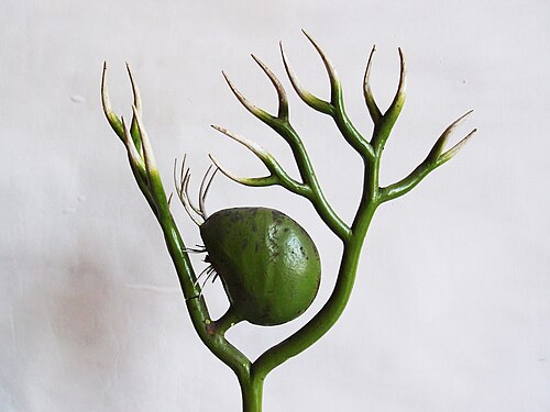 Greater bladderwort: Model from the collection of the Botanical Museum in Greifswald, Germany. . see also universitaetssammlungen.de/modelle for more information on the models