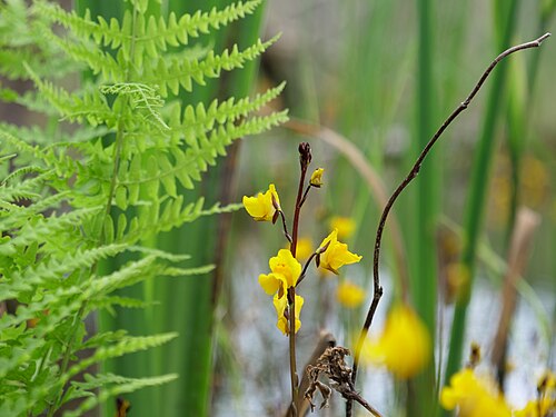 Greater bladderwort: Blüten des Gewöhnlichen Wasserschlauchs im Teufelsbruch.