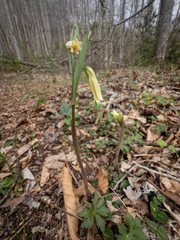 Mountain bellwort (Uvularia puberula)