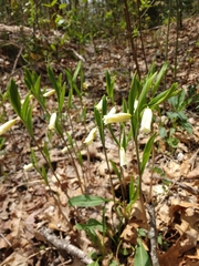 Mountain bellwort (Uvularia puberula)
