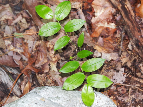Mountain bellwort (Uvularia puberula)