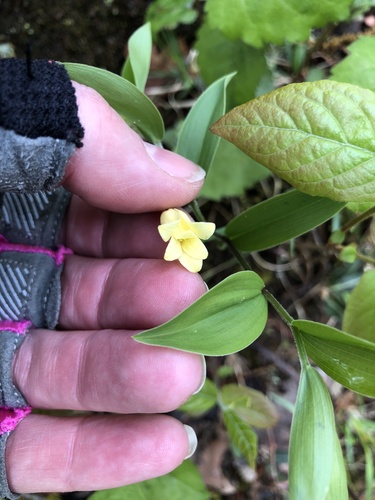 Mountain bellwort (Uvularia puberula)
