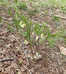 Mountain bellwort (Uvularia puberula)