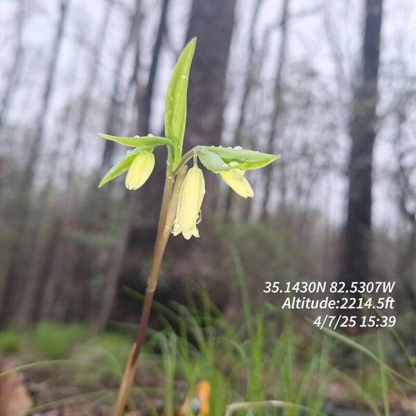 Mountain bellwort (Uvularia puberula)