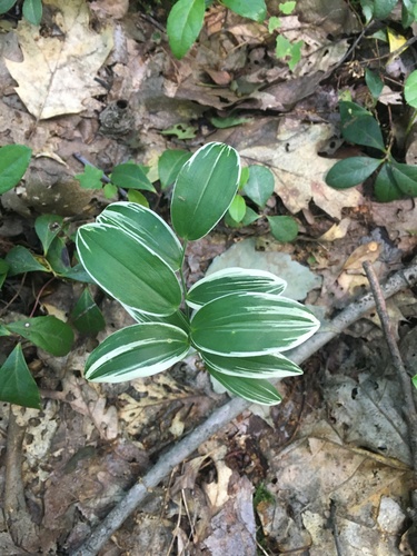 Mountain bellwort (Uvularia puberula)