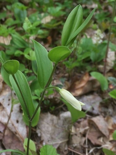 Mountain bellwort (Uvularia puberula)