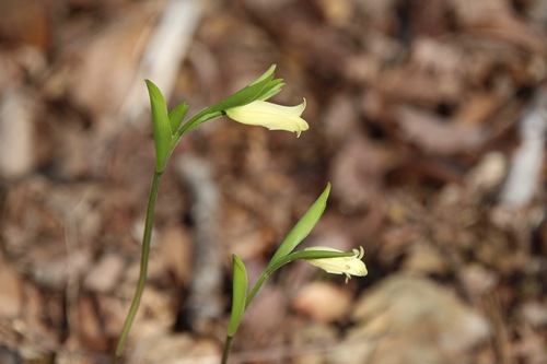 Mountain bellwort (Uvularia puberula)