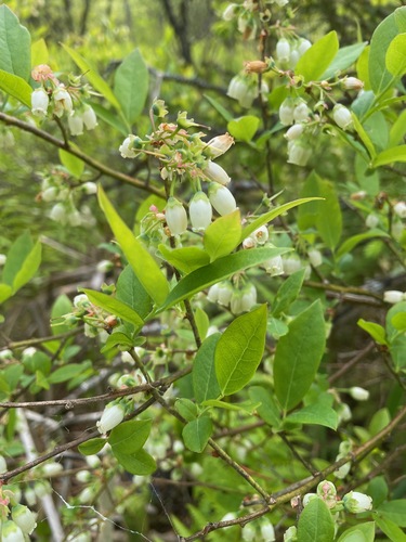 Highbush blueberry (Vaccinium corymbosum)