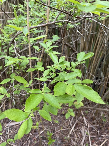 Highbush blueberry (Vaccinium corymbosum)