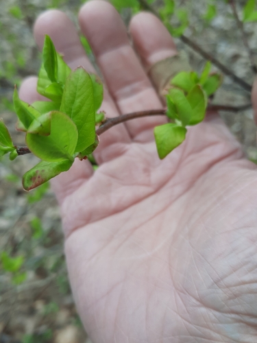 Highbush blueberry (Vaccinium corymbosum)