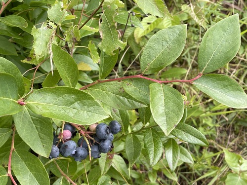 Highbush blueberry (Vaccinium corymbosum)