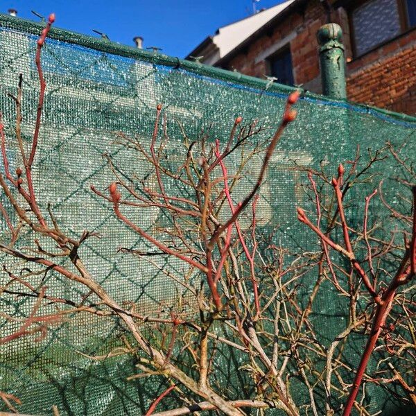 Highbush blueberry (Vaccinium corymbosum)