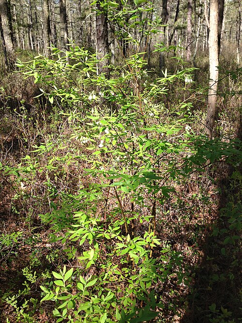 Highbush blueberry: Highbush blueberry (Vaccinium corymbosum) along the Batona Trail in Brendan T. Byrne State Forest
