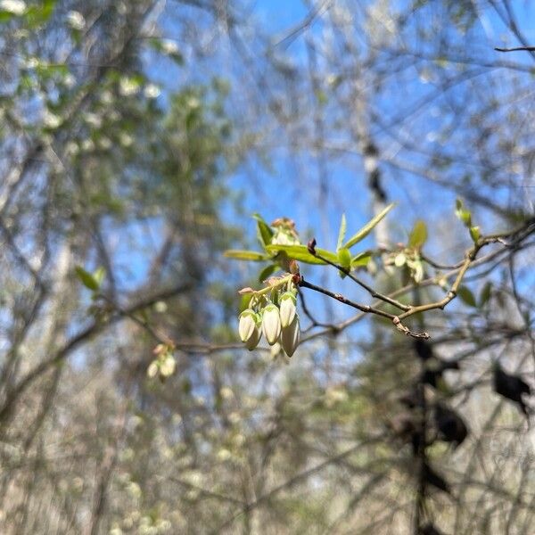 Highbush blueberry (Vaccinium corymbosum)