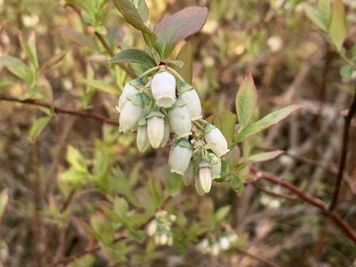 Highbush blueberry (Vaccinium corymbosum)