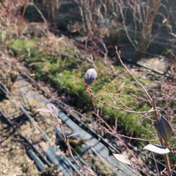 Highbush blueberry (Vaccinium corymbosum)