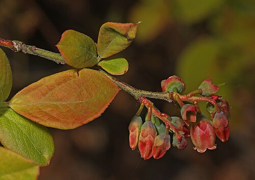 Highbush blueberry: Vaccinium corymbosum