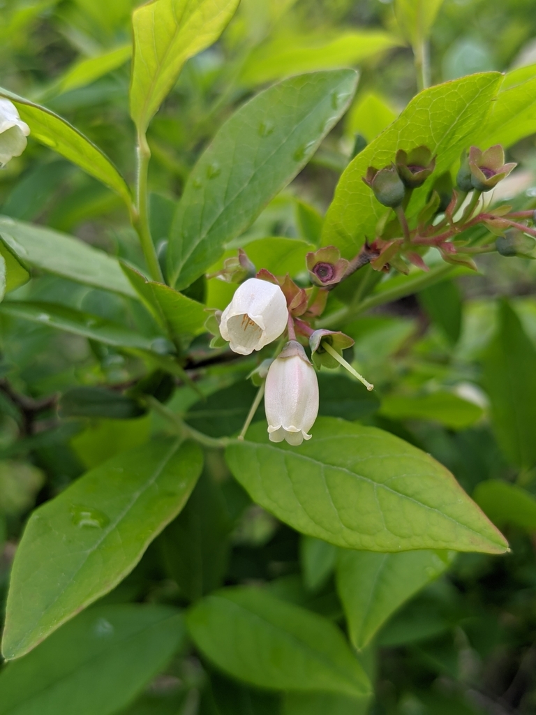 Highbush blueberry (Vaccinium corymbosum)
