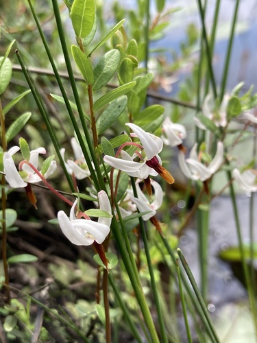 American cranberry (Vaccinium macrocarpon)