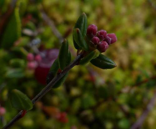 American cranberry (Vaccinium macrocarpon)