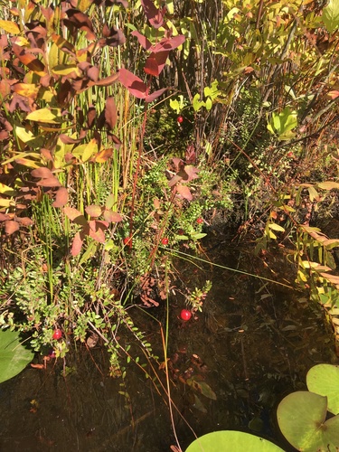 American cranberry (Vaccinium macrocarpon)