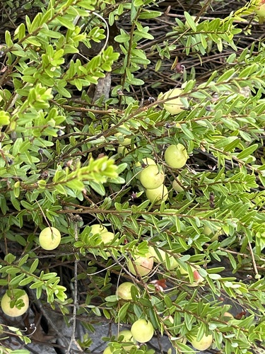 American cranberry (Vaccinium macrocarpon)