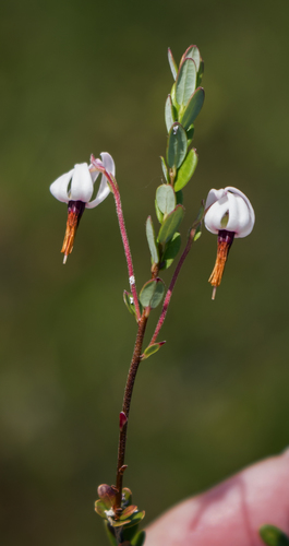 American cranberry (Vaccinium macrocarpon)