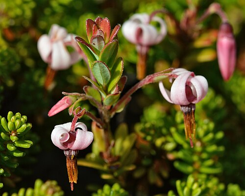 American cranberry: American Cranberry ( Vaccinium macrocarpon ) in Tor Bay Provincial Park, Nova Scotia, Canada.