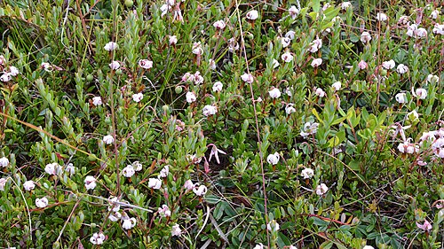 American cranberry: American Cranberry ( Vaccinium macrocarpon ) in Witless Bay, Newfoundland and Labrador, Canada.
