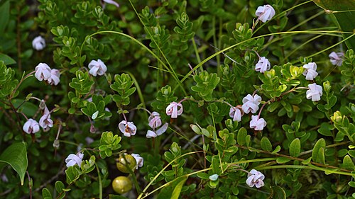 American cranberry: American Cranberry ( Vaccinium macrocarpon ) in Tor Bay Provincial Park, Nova Scotia, Canada.