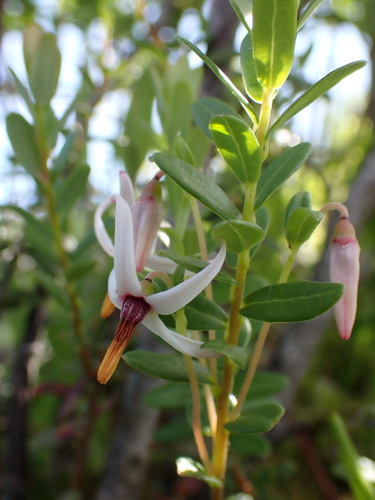 American cranberry (Vaccinium macrocarpon)
