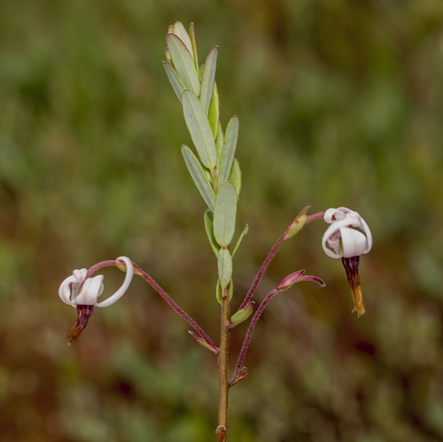 American cranberry (Vaccinium macrocarpon)