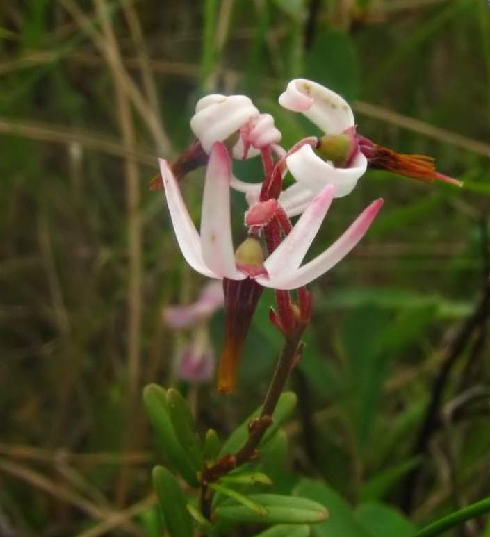 American cranberry (Vaccinium macrocarpon)