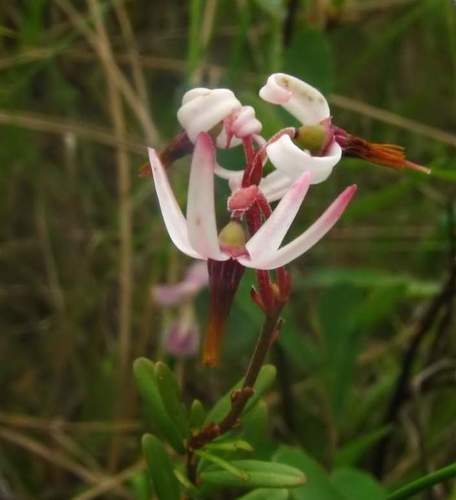 American cranberry (Vaccinium macrocarpon)