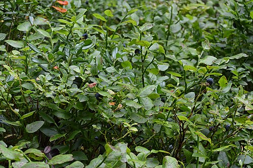 Whortleberry: Common Bilberry ( Vaccinium myrtillus ) in Bergen, Norway.