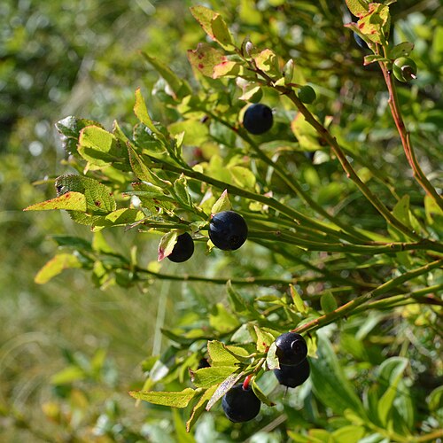 Whortleberry: Common Bilberry ( Vaccinium myrtillus ) in Eidfjord, Norway.
