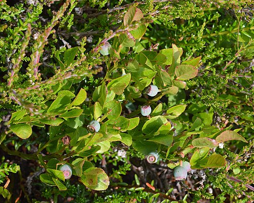 Whortleberry: Common Bilberry (Blåbær) ( Vaccinium myrtillus ) in Øksnes, Norway.