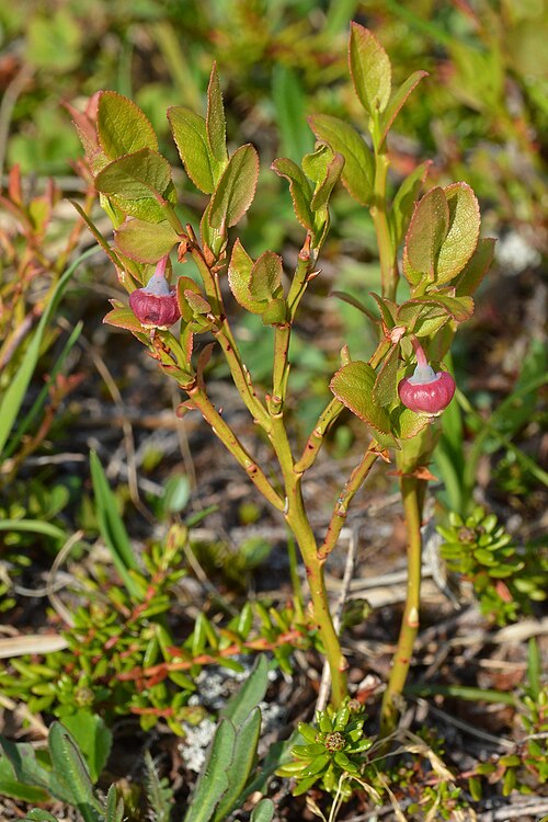 Whortleberry: Common Bilberry (Blåbær) ( Vaccinium myrtillus ) in Tromsø, Norway.