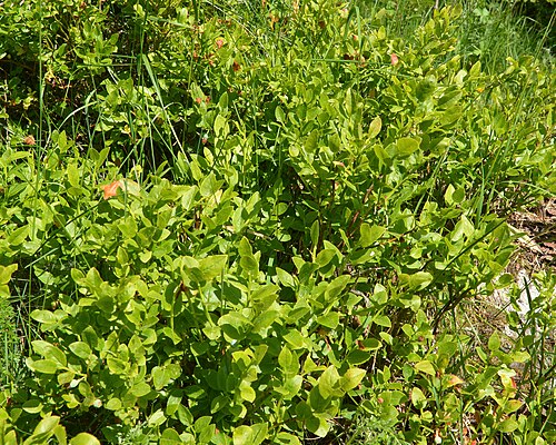 Whortleberry: Common Bilberry (Blåbær) ( Vaccinium myrtillus ) at Prestvatn Landskapsvernområde in Tromsø, Norway.
