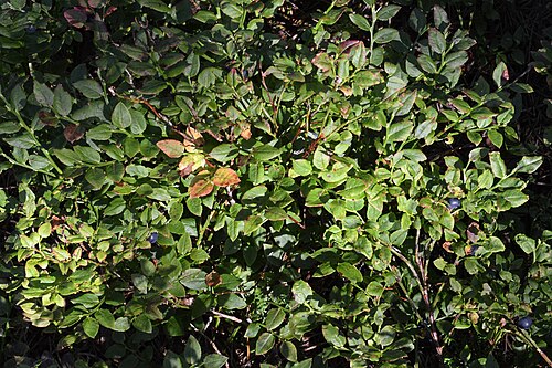 Whortleberry: Common Bilberry ( Vaccinium myrtillus ) in Haugesund, Norway.