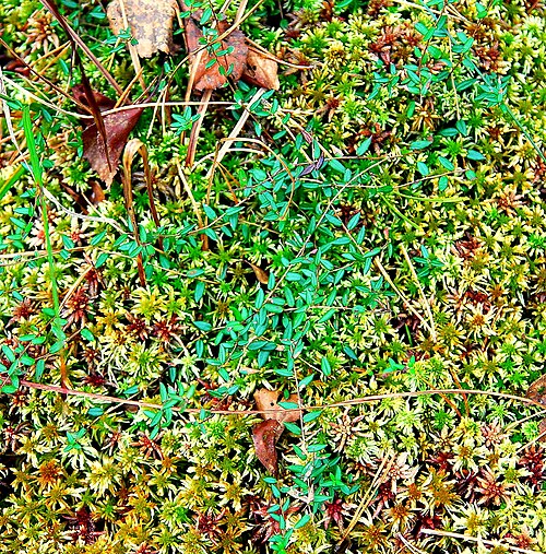 Small cranberry: Żurawina