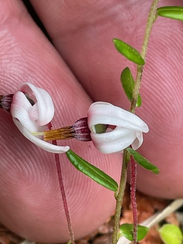 Small cranberry (Vaccinium oxycoccos)