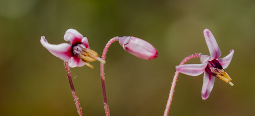 Small cranberry (Vaccinium oxycoccos)