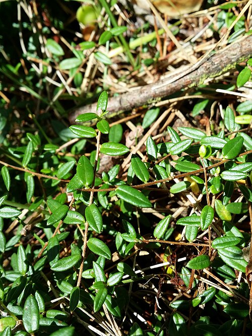 Small cranberry: Habitus Taxonym: Vaccinium oxycoccos ss Fischer et al. EfÖLS 2008 ISBN 978-3-85474-187-9 Location: Moorwald Gebharts, district Gmünd, Lower Austria - ca. 550 m 