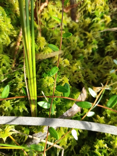 Small cranberry (Vaccinium oxycoccos)
