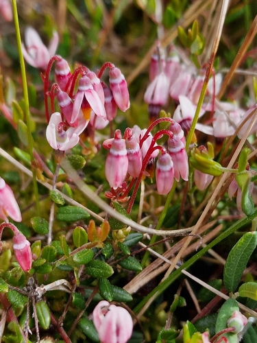 Small cranberry (Vaccinium oxycoccos)