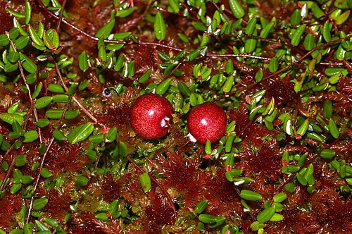 Small cranberry: Fruits and leaves of Vaccinium oxycoccos in a bog. Moreover the moss Sphagnum rubellum .